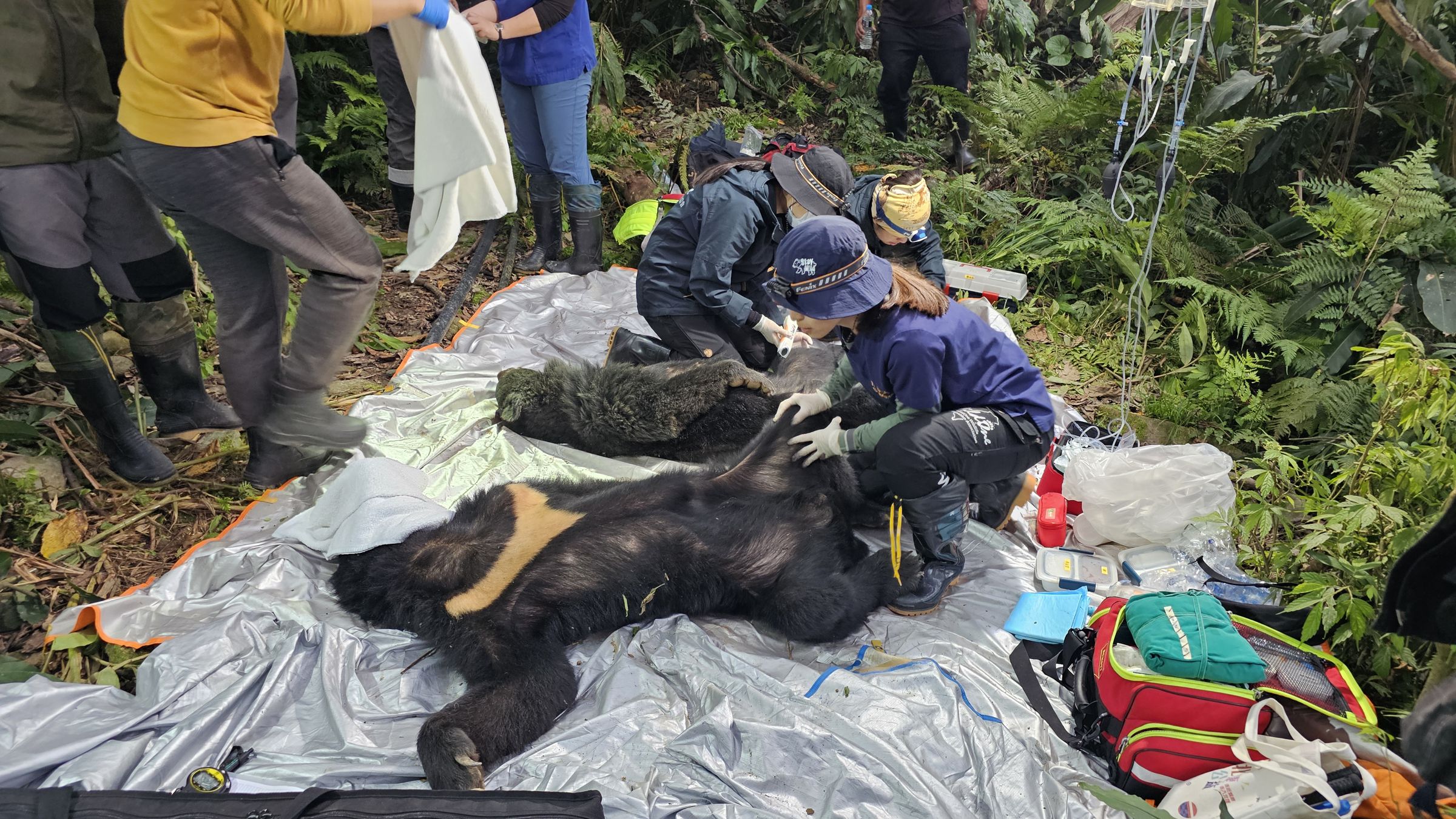 野灣野生動物保育協會進行前肢外傷處理。（林業保育署台東分署提供）