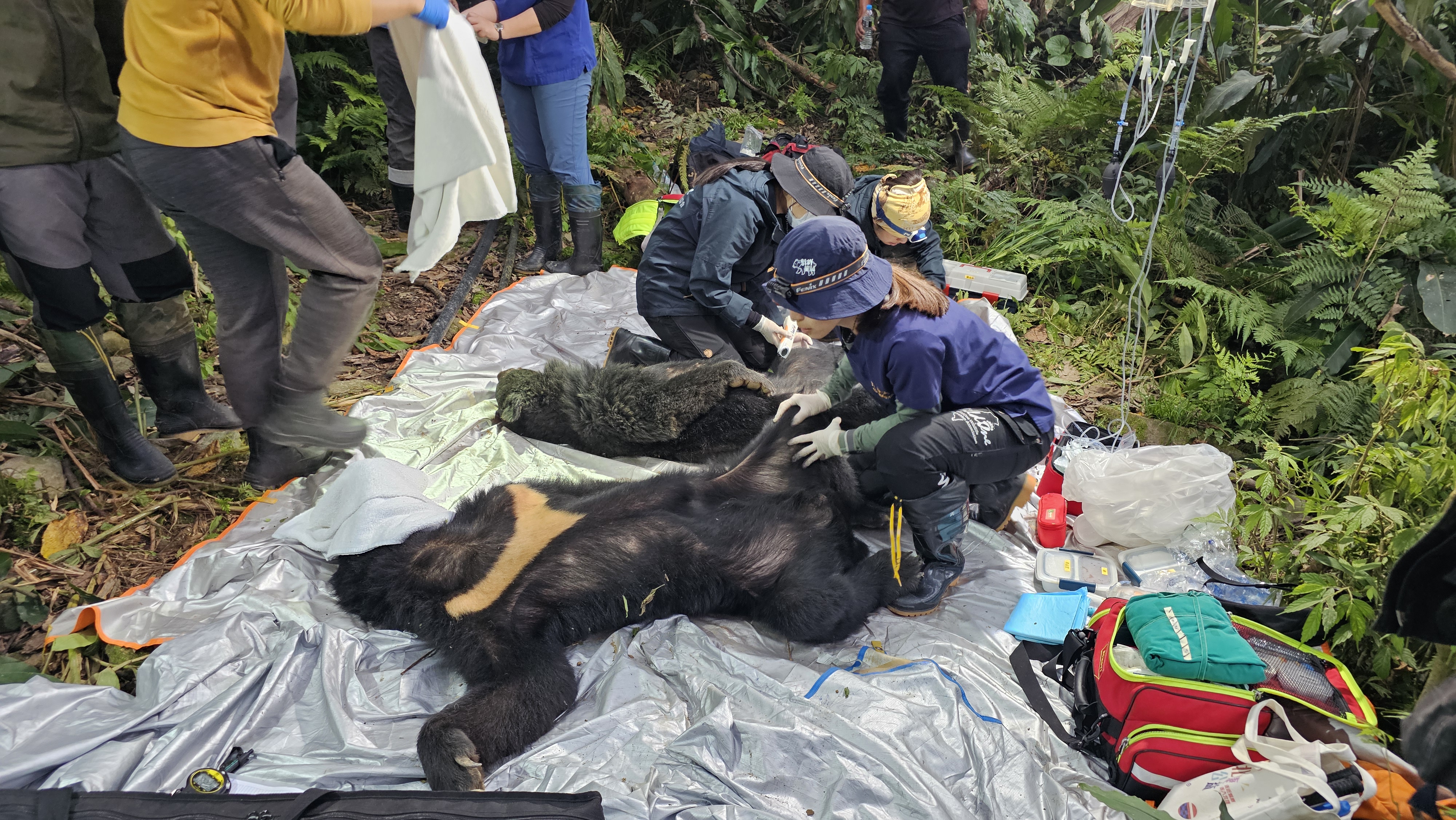 野灣野生動物保育協會進行前肢外傷處理。（林業保育署台東分署提供）