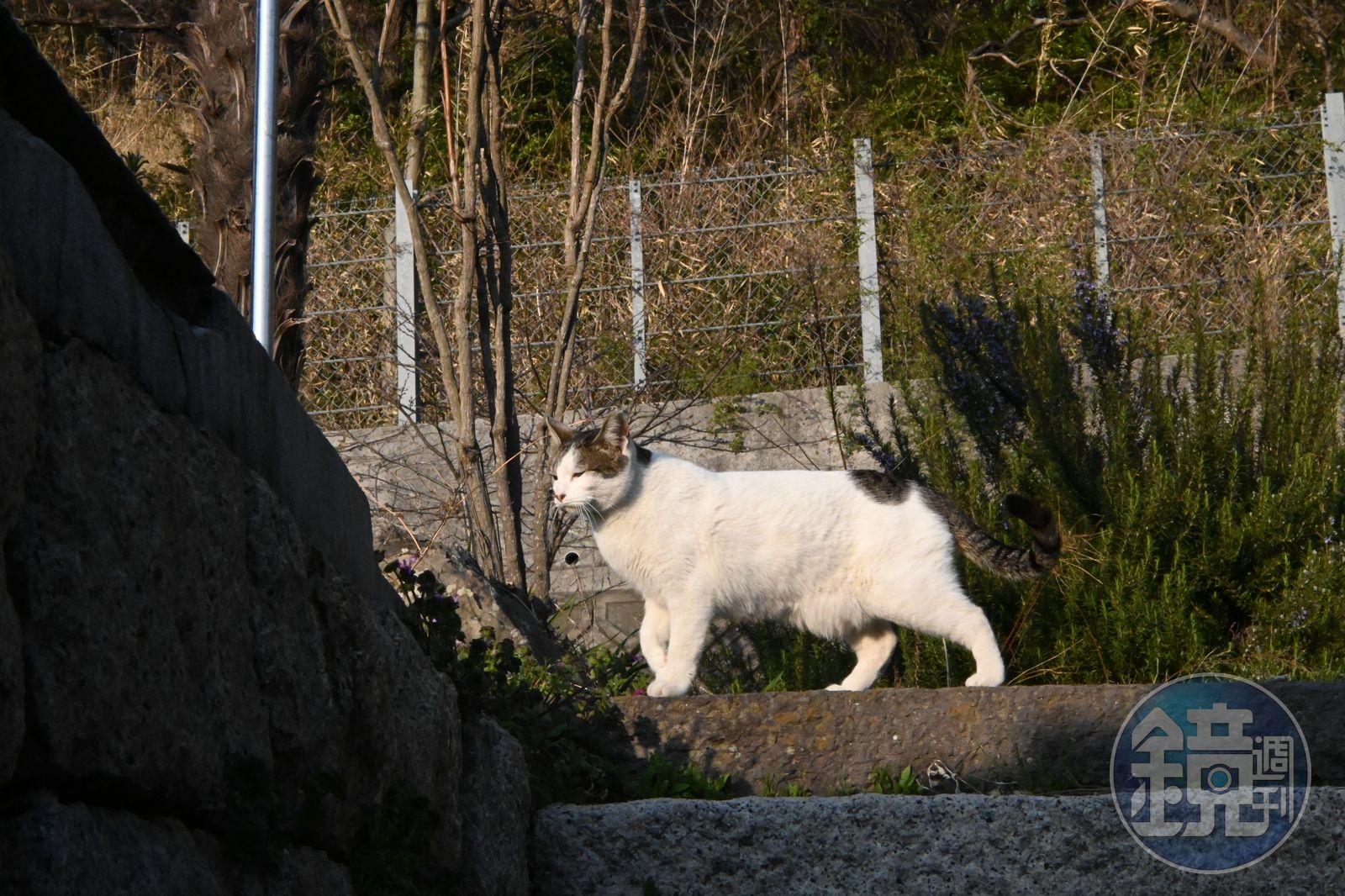 黑貓、虎斑、賓士各種花色的貓島上都有,貓奴可以盡情擼貓。