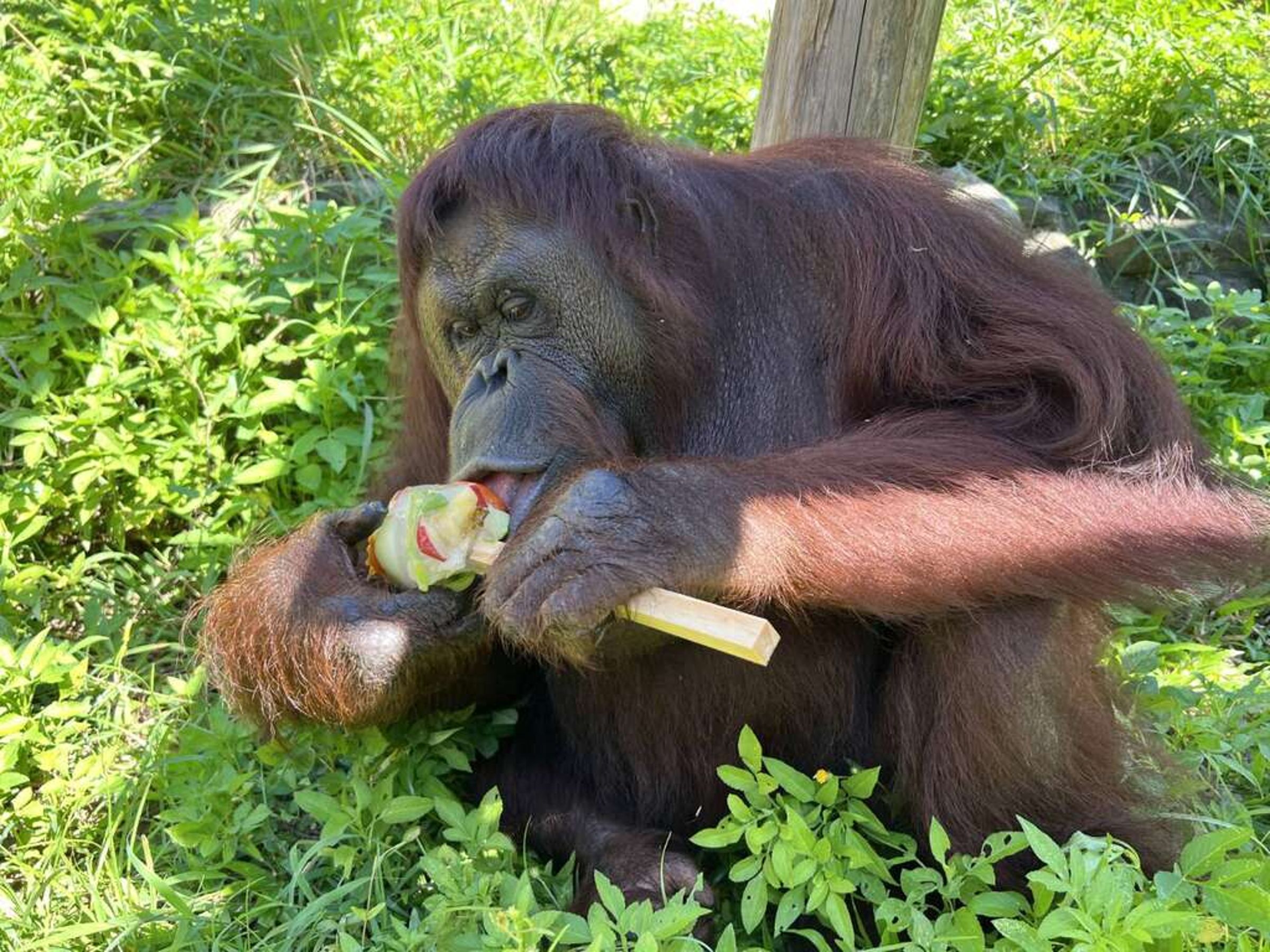 壽山動物園人氣動物紅毛猩猩「咪咪」於昨天安詳辭世。（翻攝高雄旅遊網）