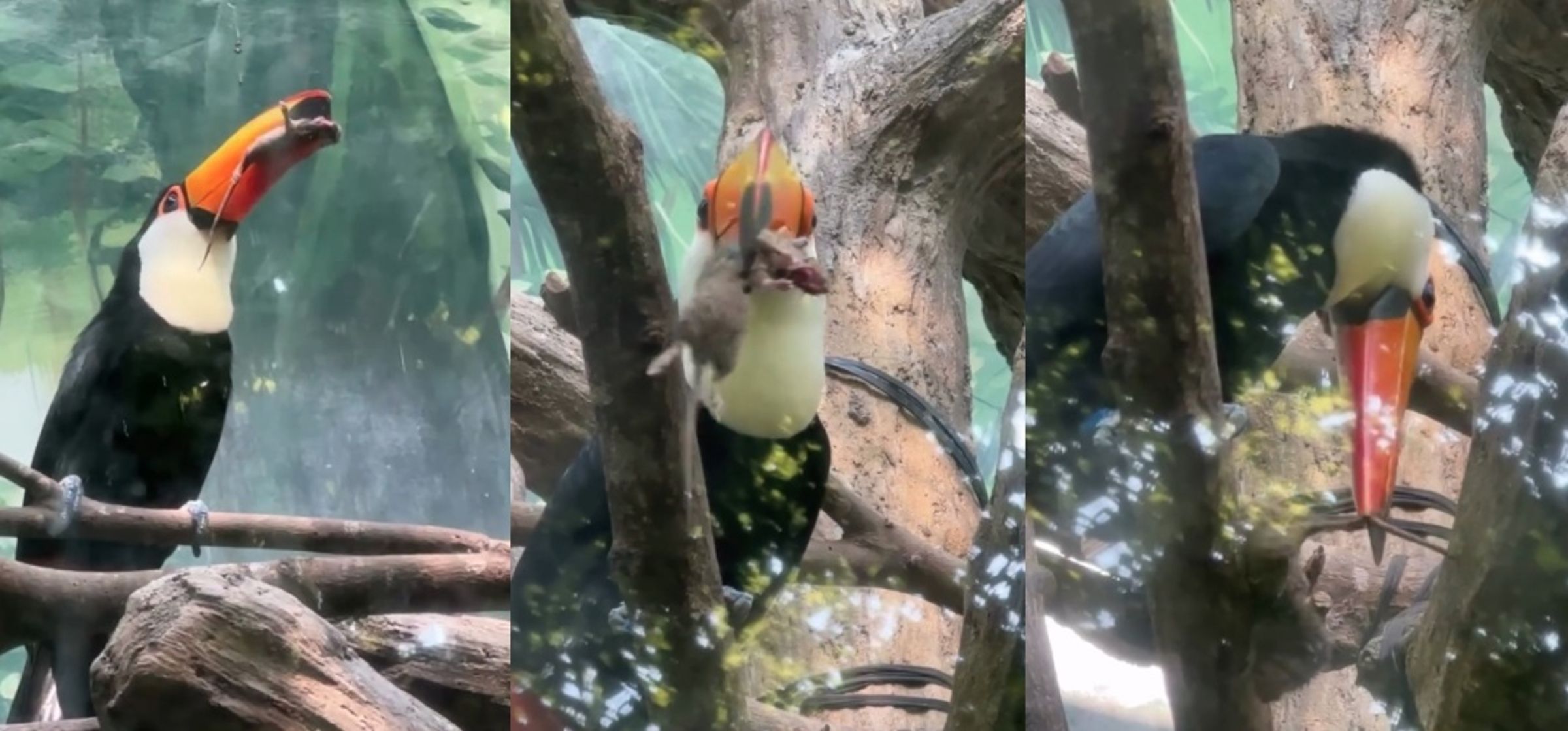 民眾在台北市立動物園目擊大巨嘴鳥口叼一隻體型不小的老鼠,場面令現場遊客感到震撼擔憂。(翻攝自Threads/panda.bao.tw)