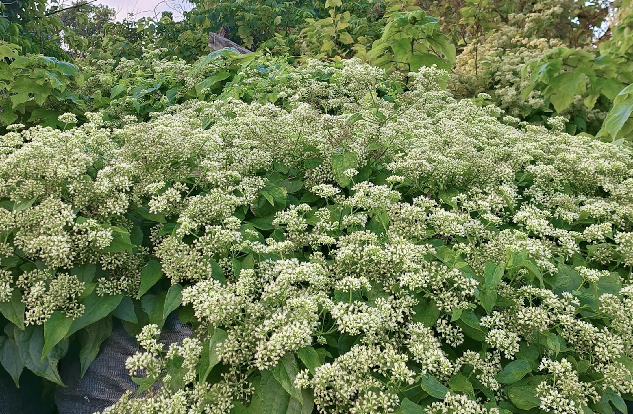 滿山遍野的小白花,原來是有「綠癌」之稱的小花蔓澤蘭。(翻攝「認識周遭的植物」臉書社團)