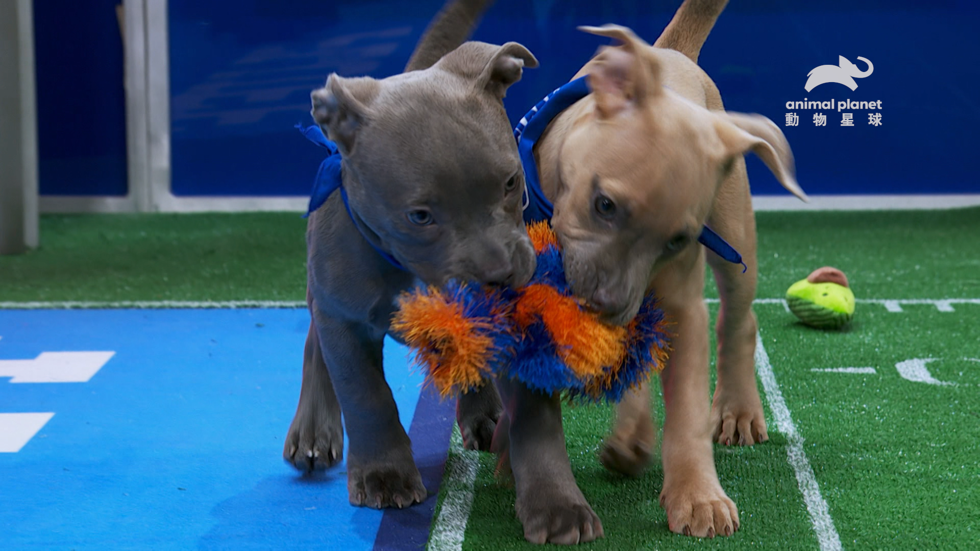  《第21屆狗寶寶超級盃》讓狗狗煞有其事爭奪玩具，角逐狗界的最高榮譽。（動物星球頻道提供）