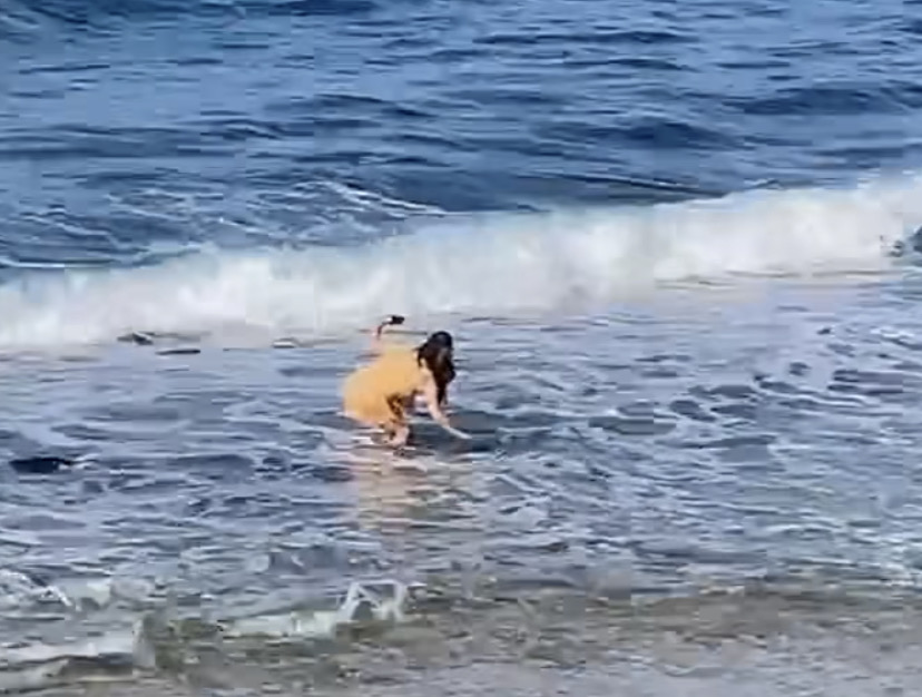 有民眾21日直擊一名女子在小琉球美人洞觸摸海龜。（翻攝自臉書社團《爆料公社二社》）