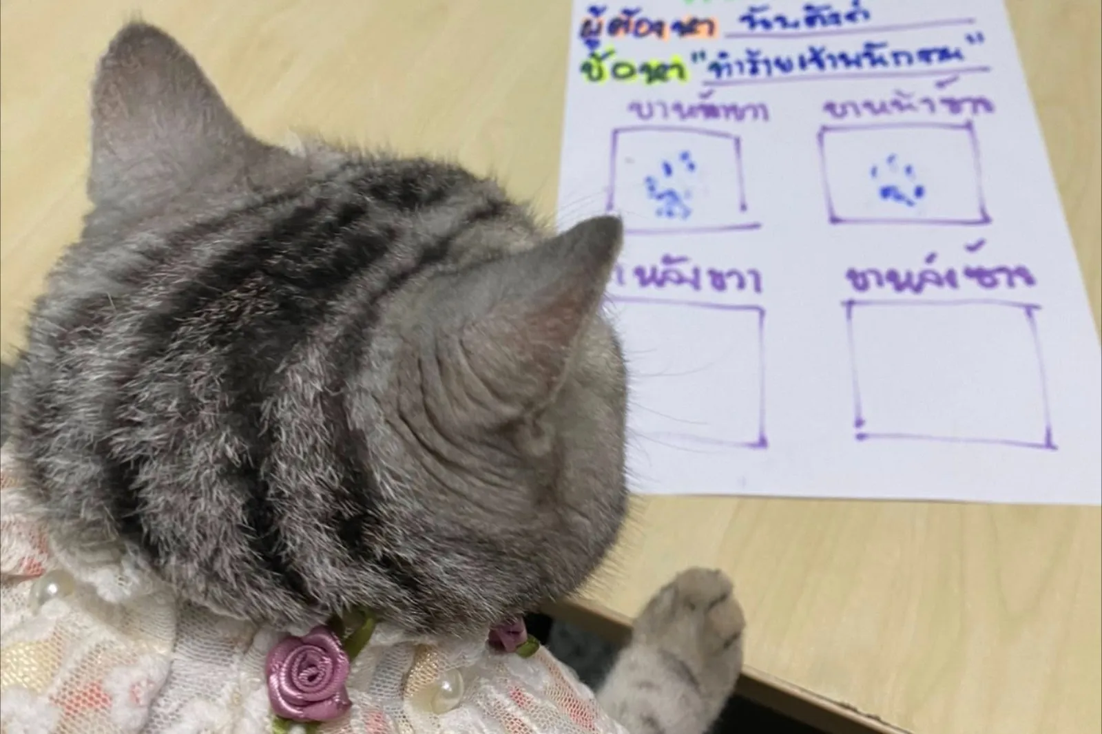 泰國一隻貓咪因連續襲警遭逮捕。翻攝Da Parinda Pakeesuk臉書）
