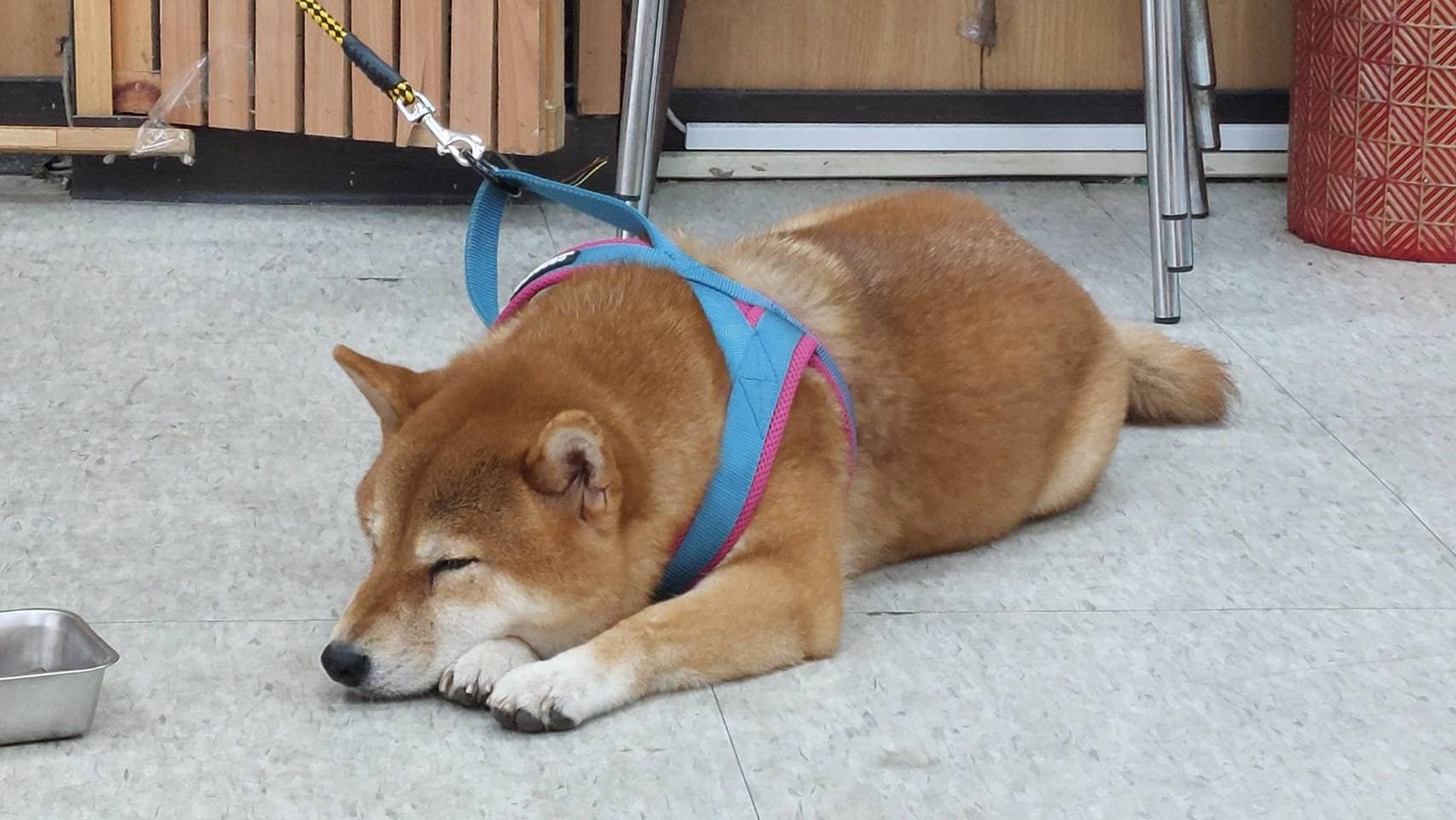 柴犬是女生、年約8歲,身上有晶片,但資料中飼主電話已成空號無法聯繫。(翻攝自桃園市政府警察局臉書)