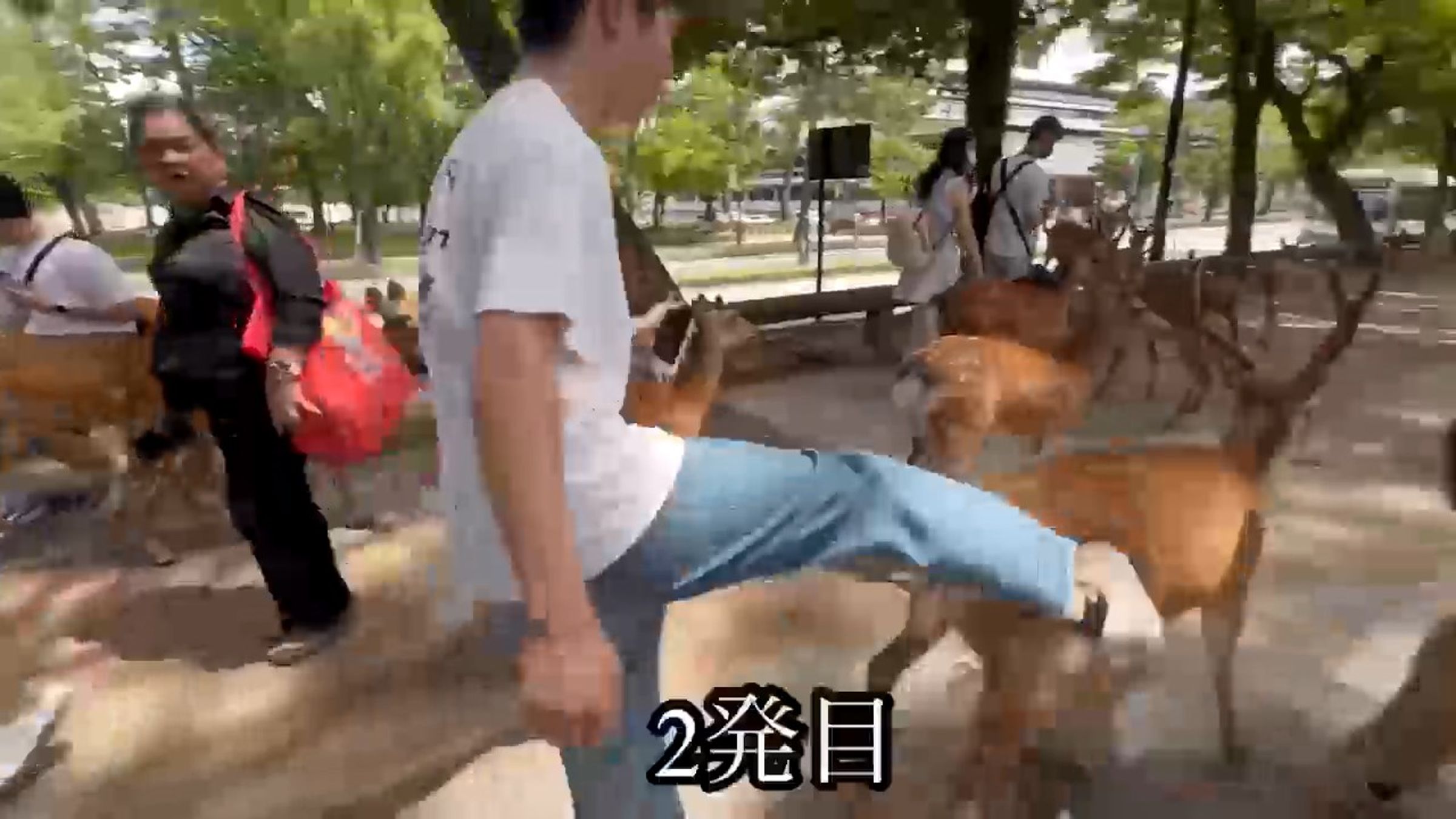 男惡意狠踢毆打奈良鹿，日網友指控：是中國遊客。（翻自X平台）