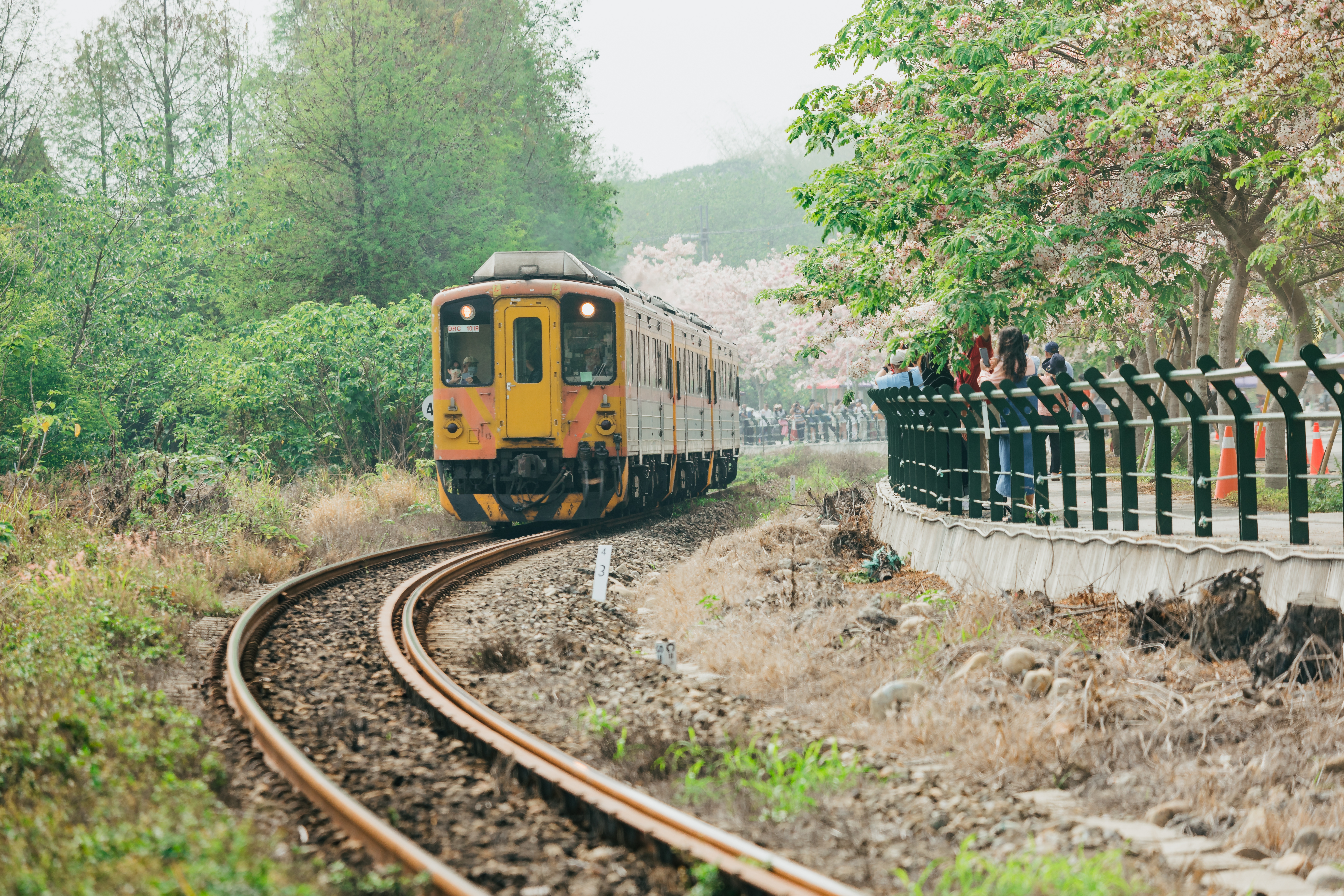 粉白花旗木沿鐵道綻放,是二水鄉特有的春日風景。(圖/彰化縣政府提供)