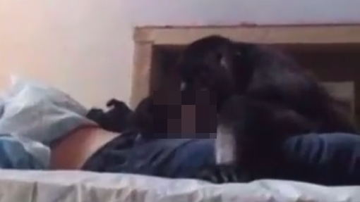 一名英國男子到柬埔寨旅遊，遭到闖入飯店的猴子性侵得逞。（翻攝自X）