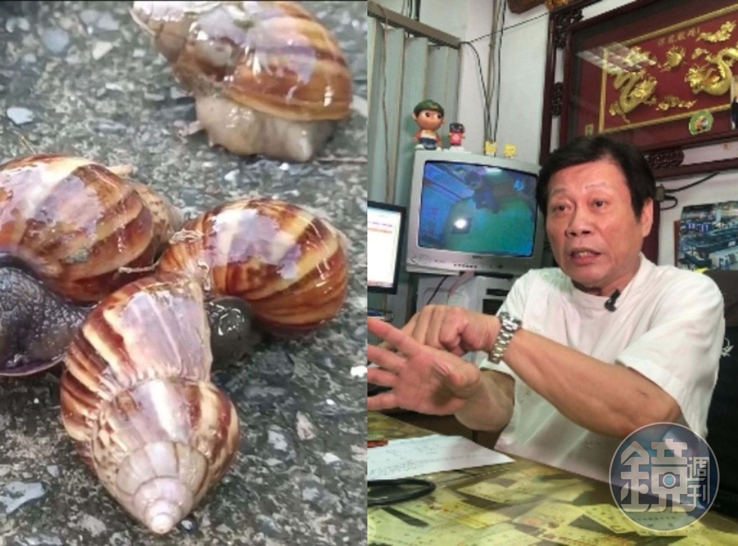 台東部落中毒3死案,與39年前的金蘭醬油家族生吃非洲大蝸牛所致的食物中毒滅門事件是雷同的?知名法醫高大成點出2推測,禍首恐不是「蝸牛」。(翻攝畫面/本刊資料照)