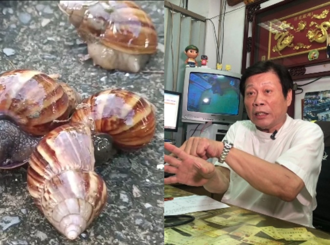 台東部落中毒3死案，與39年前的金蘭醬油家族生吃非洲大蝸牛所致的食物中毒滅門事件是雷同的？知名法醫高大成點出2推測，禍首恐不是「蝸牛」。（翻攝畫面／本刊資料照）