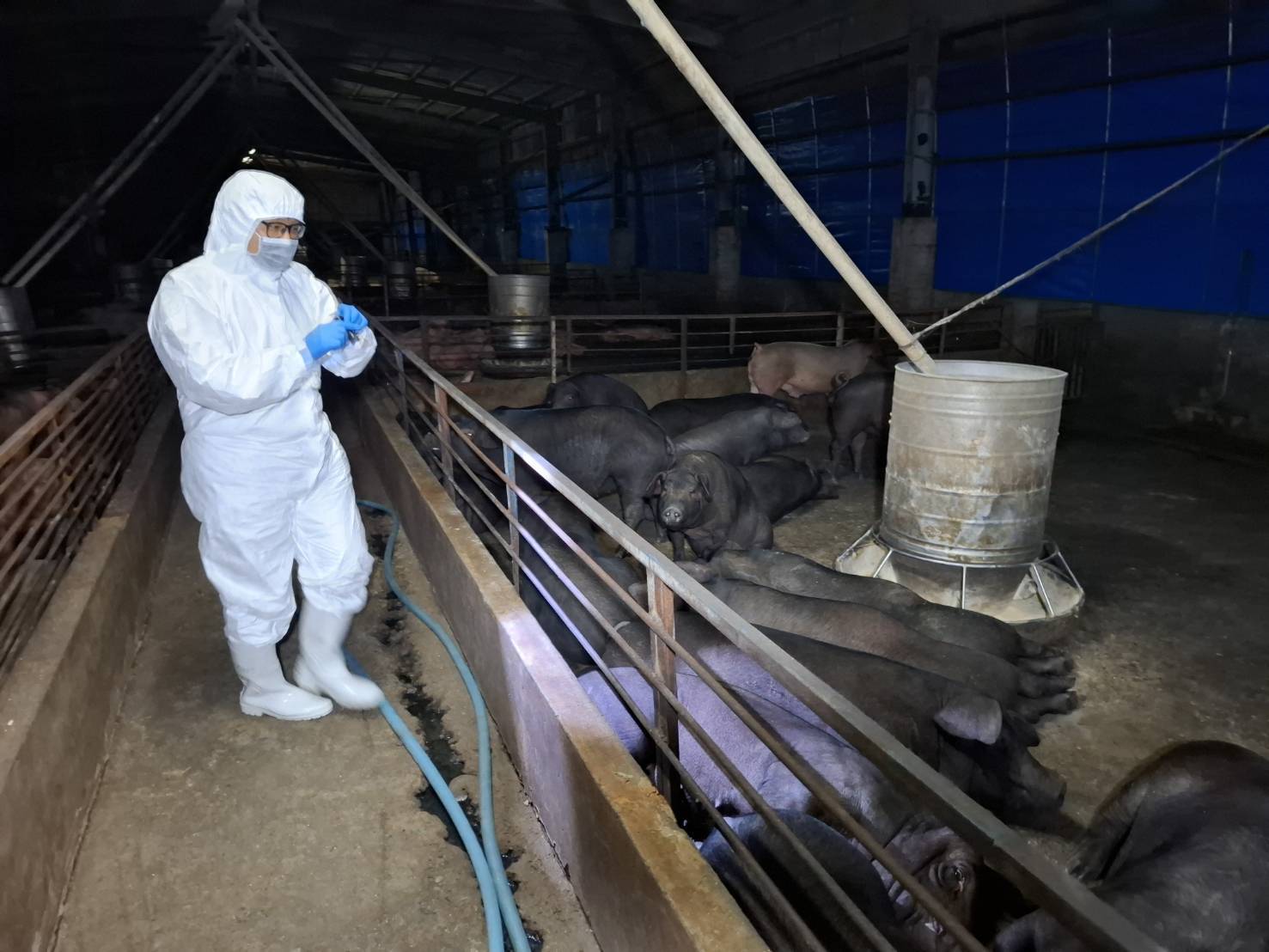 台中市梧棲區養豬場爆發非洲豬瘟案例，該場的廚餘蒸煮紀錄卻未確實上傳，環保局也被點名沒有積極查核。（台中市政府提供）