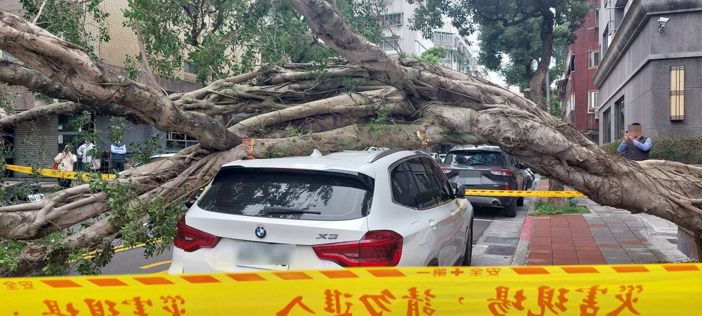 仁愛路4段452巷口一株榕樹倒塌，壓到白色BMW轎車，路過一名婦人也受到波及。（台北市公園處提供）
