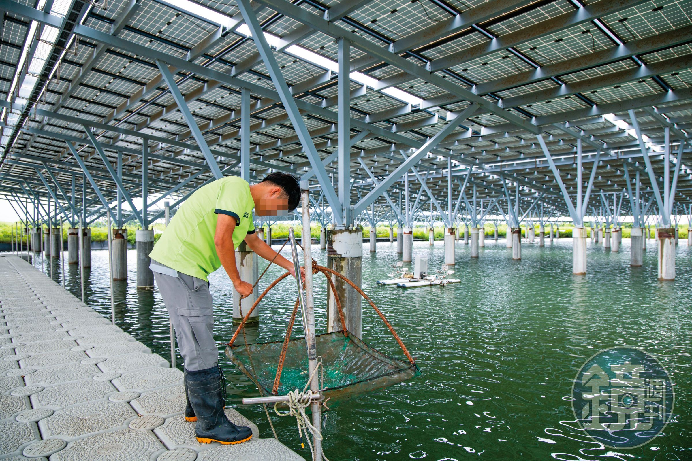 日前本刊再度前往，現場已順利養殖魚蝦。