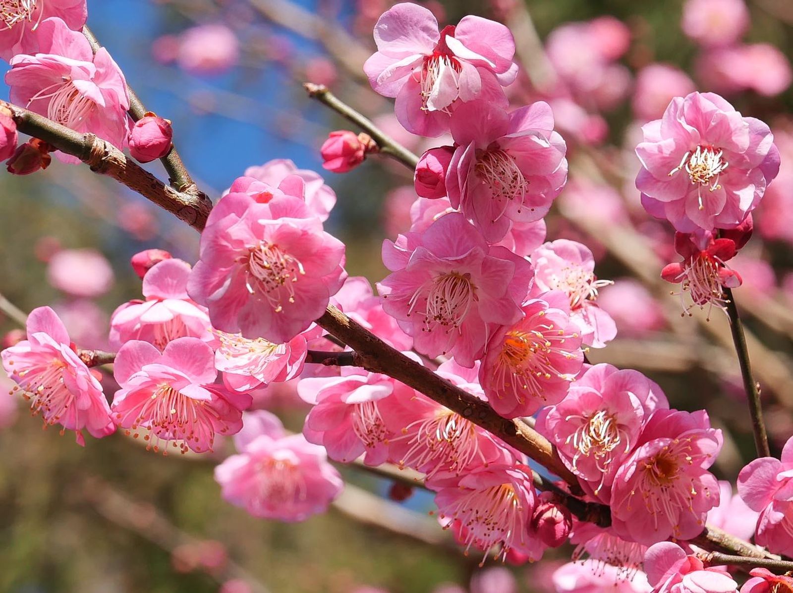武陵農場內不只有紅、粉紅及白的梅花，還有罕見的蠟梅。（圖／翻攝自武陵農場粉絲團）
