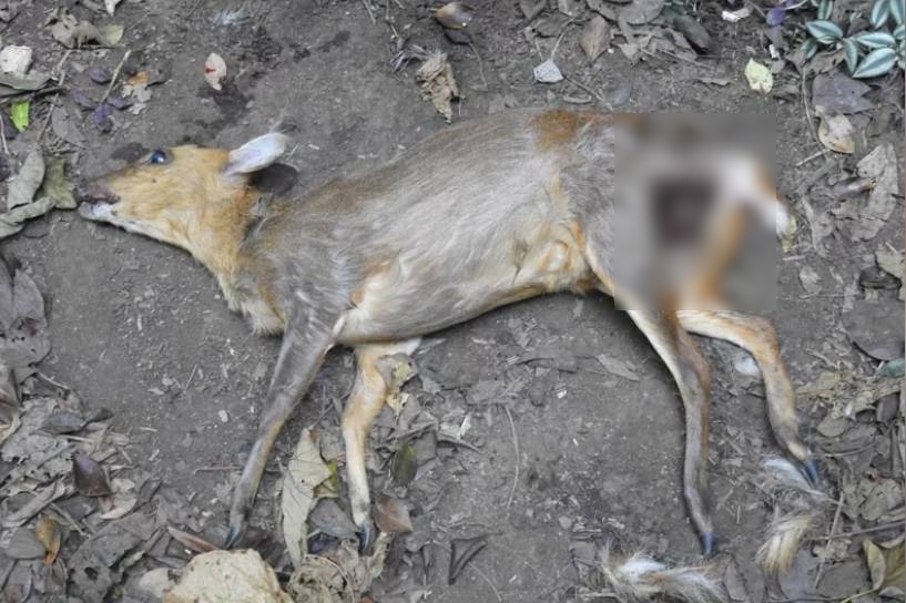 壽山山區流浪狗數量眾多且個性凶殘，不僅攻擊山羌，也威脅到其他野生動物的生存空間與環境。（國家自然公園管理處提供）