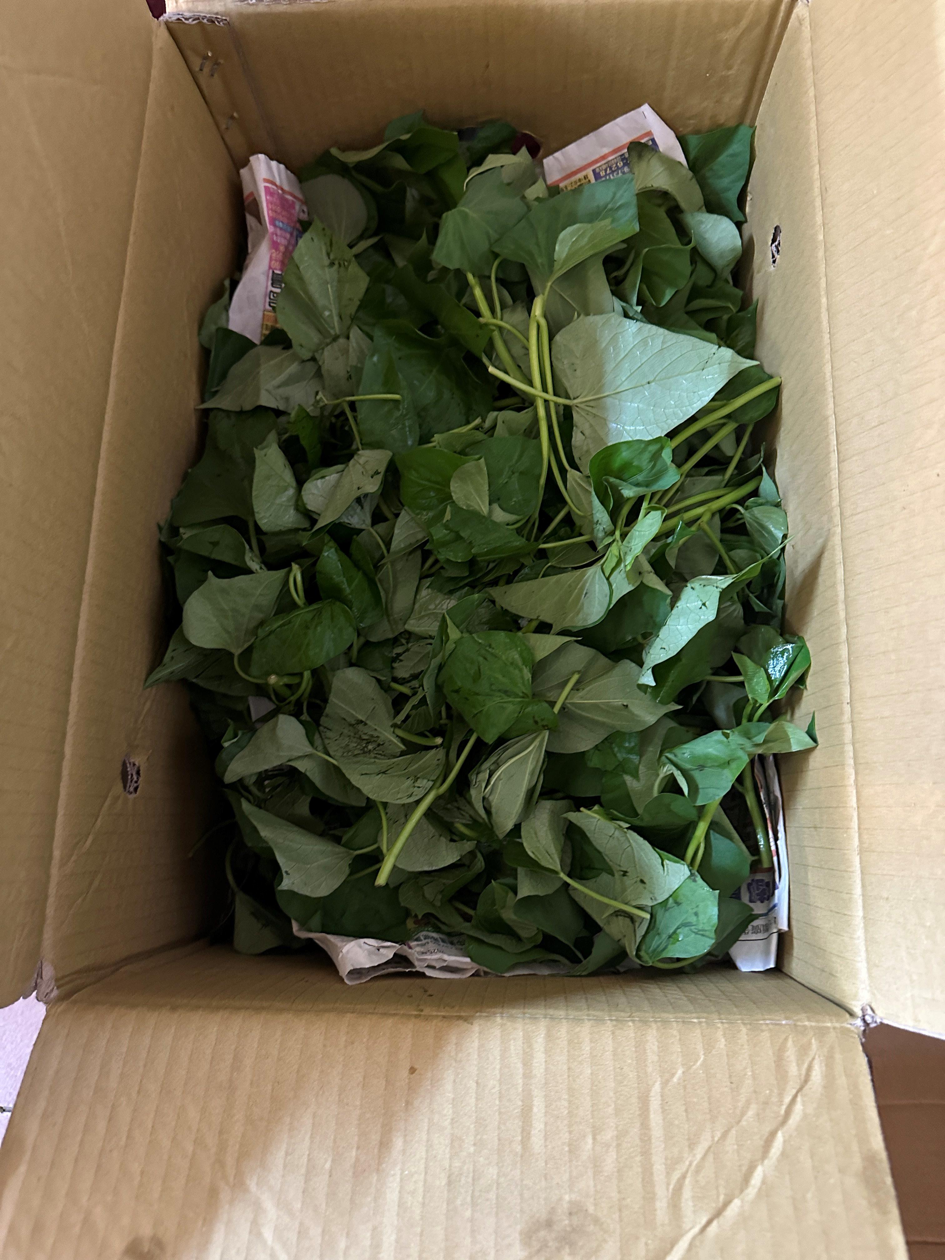 台北市衛生局今日公布10月生鮮蔬果抽驗結果，共6件產品不符規定。（台北市衛生局提供）