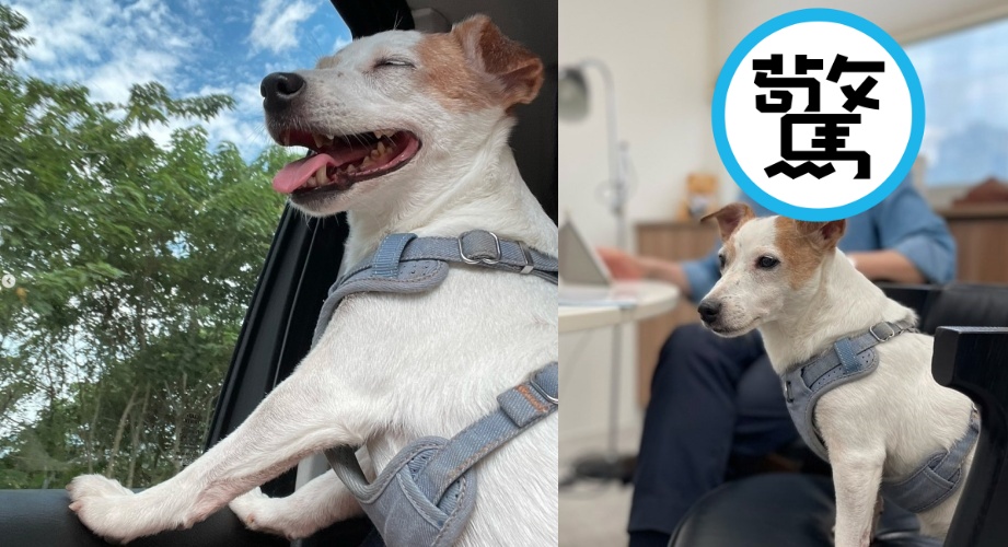 蔡英文曬毛孩樂樂、親子裝,也曝光新髮型。(翻攝自蔡英文IG)