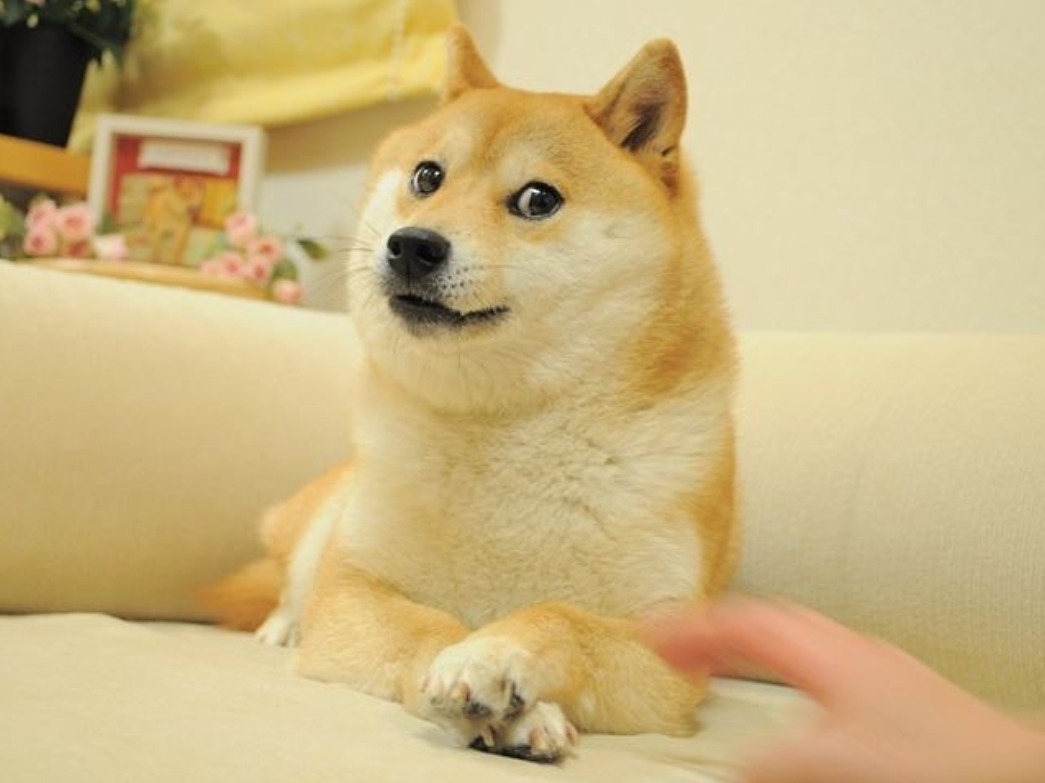 你一定看過這狗狗迷因圖!柴犬主角「Doge」安詳離世享壽19歲。(翻自kabochan.blog.jp)