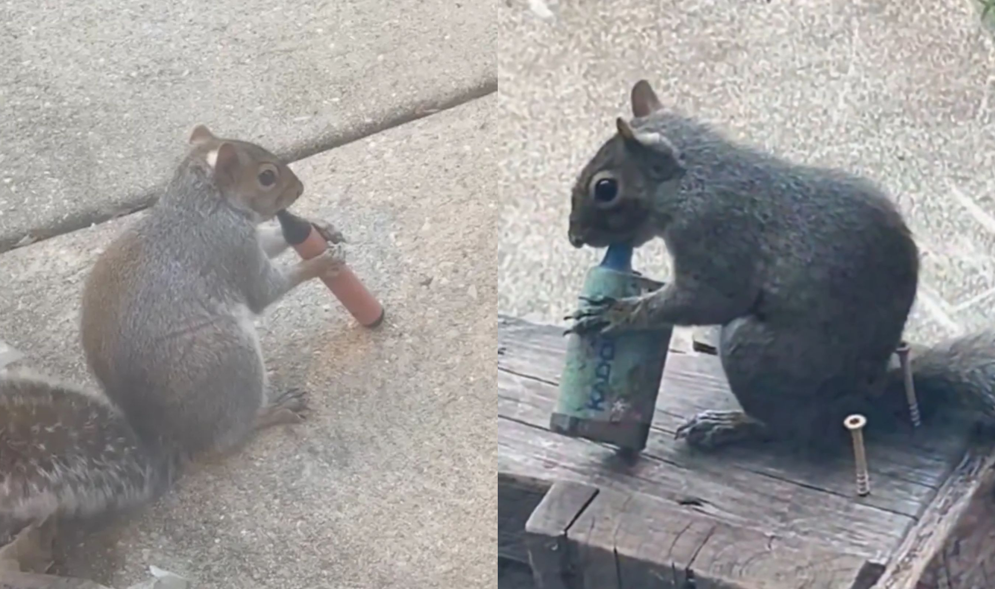 歐美網友分別在不同地區，目擊松鼠「狂吸電子菸」的畫面。（翻攝TikTok）