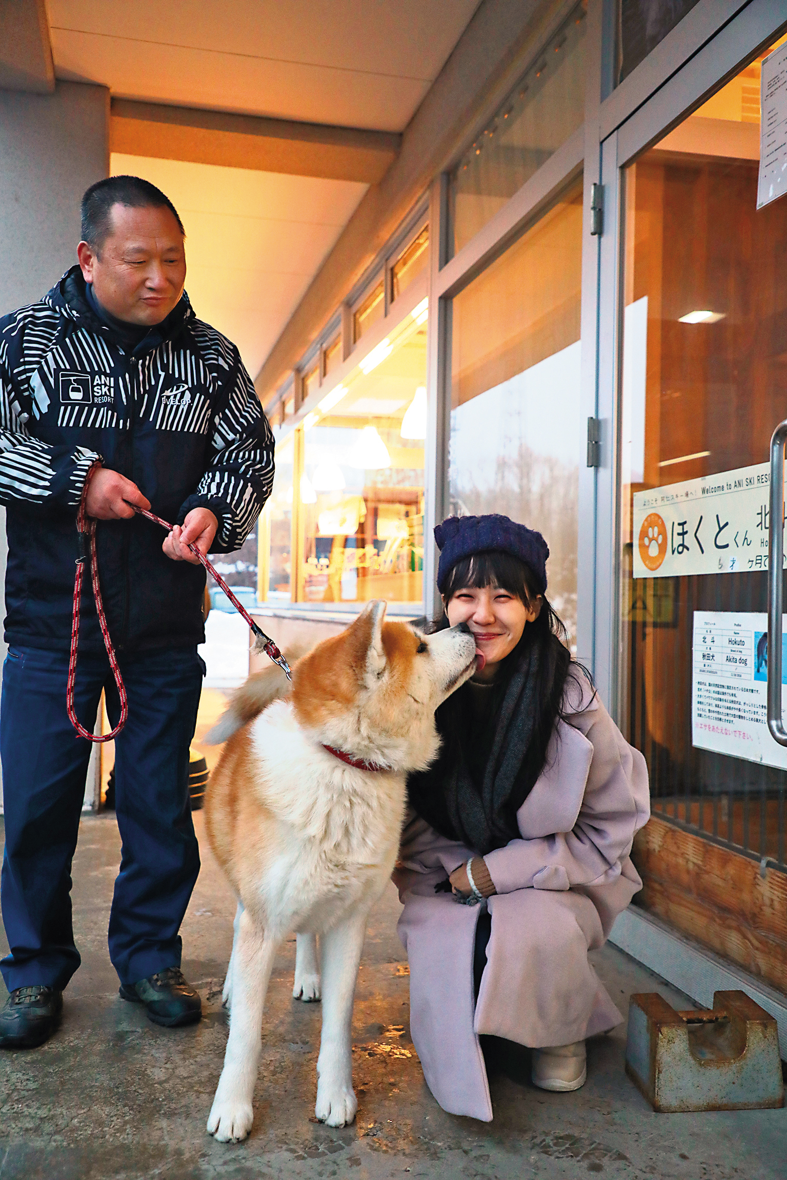 阿仁滑雪場的招牌秋田犬「北斗」十分親人,只要站得跟牠一般高,就會被牠又親又舔。