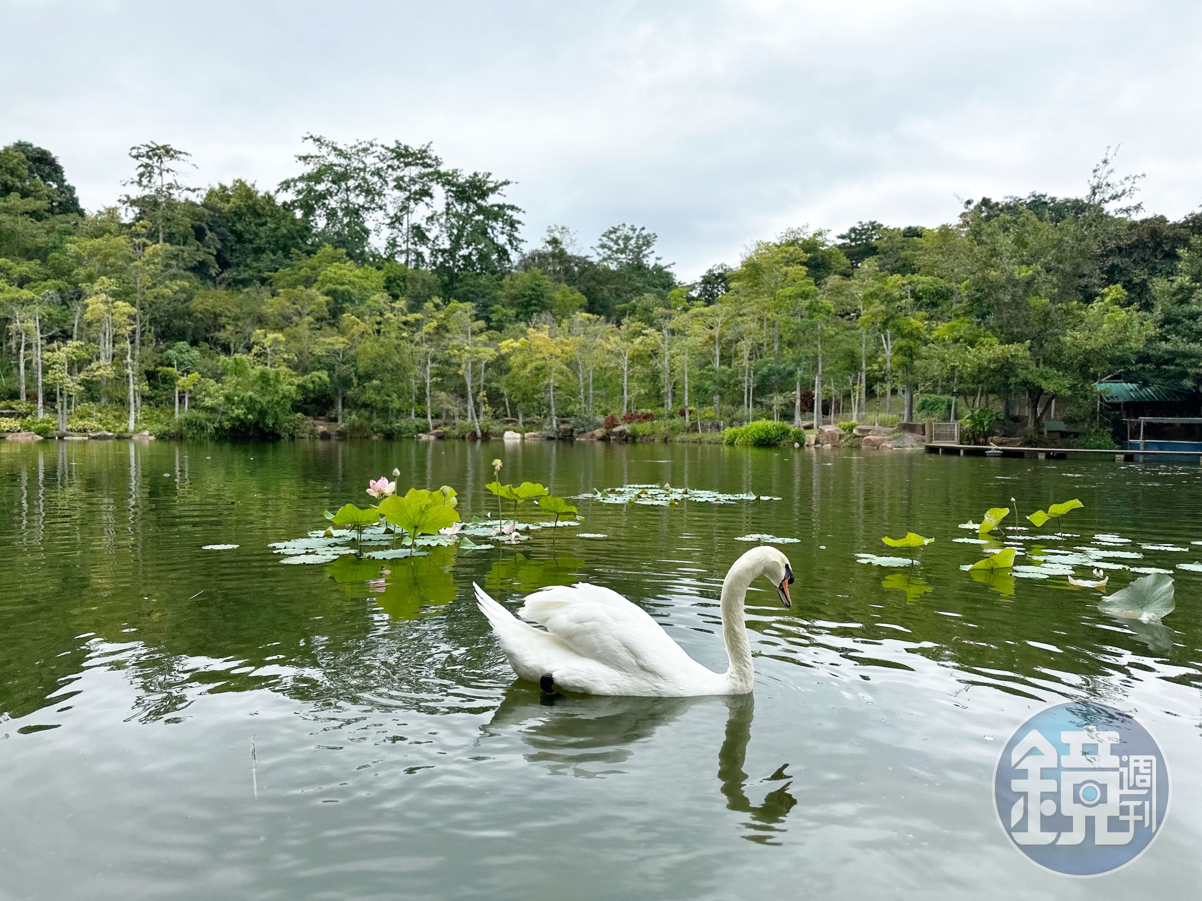 在湖畔坐著眺望可愛的黑、白天鵝，打發時光也很療癒。
