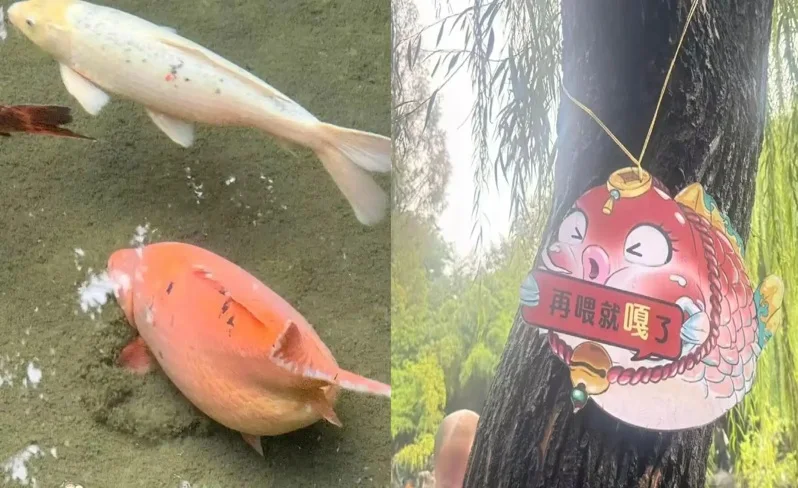 趵突泉錦鯉因遊客過度投餵胖成球，園方幽默掛上警告牌：「再餵就嘎了」，呼籲大家手下留情。（翻攝自九派新聞）