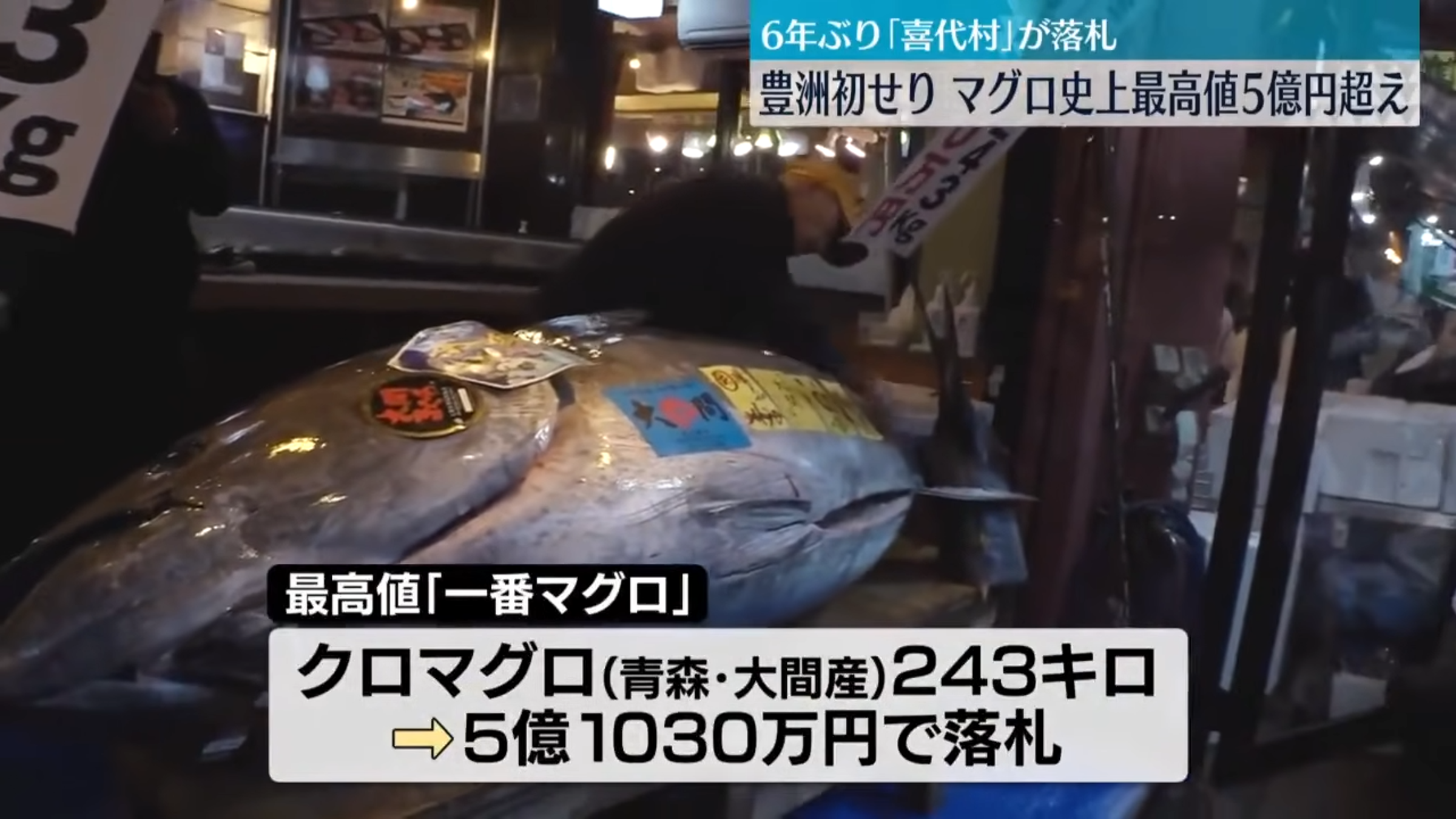 「第一鮪魚」重達243公斤。(翻攝自日テレNEWS YouTube頻道)