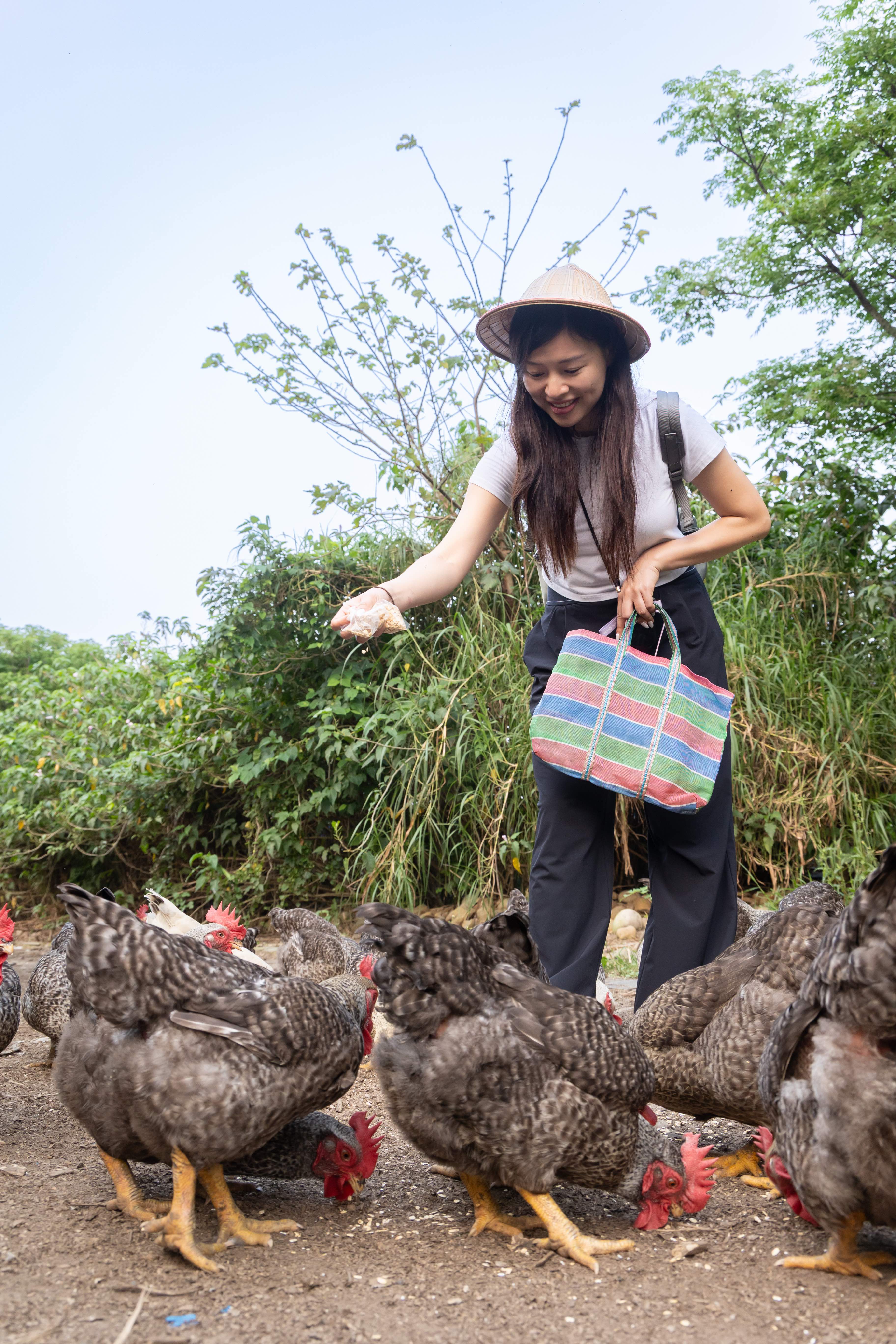 只要手中有飼料，就能瞬間引來雞群包圍。