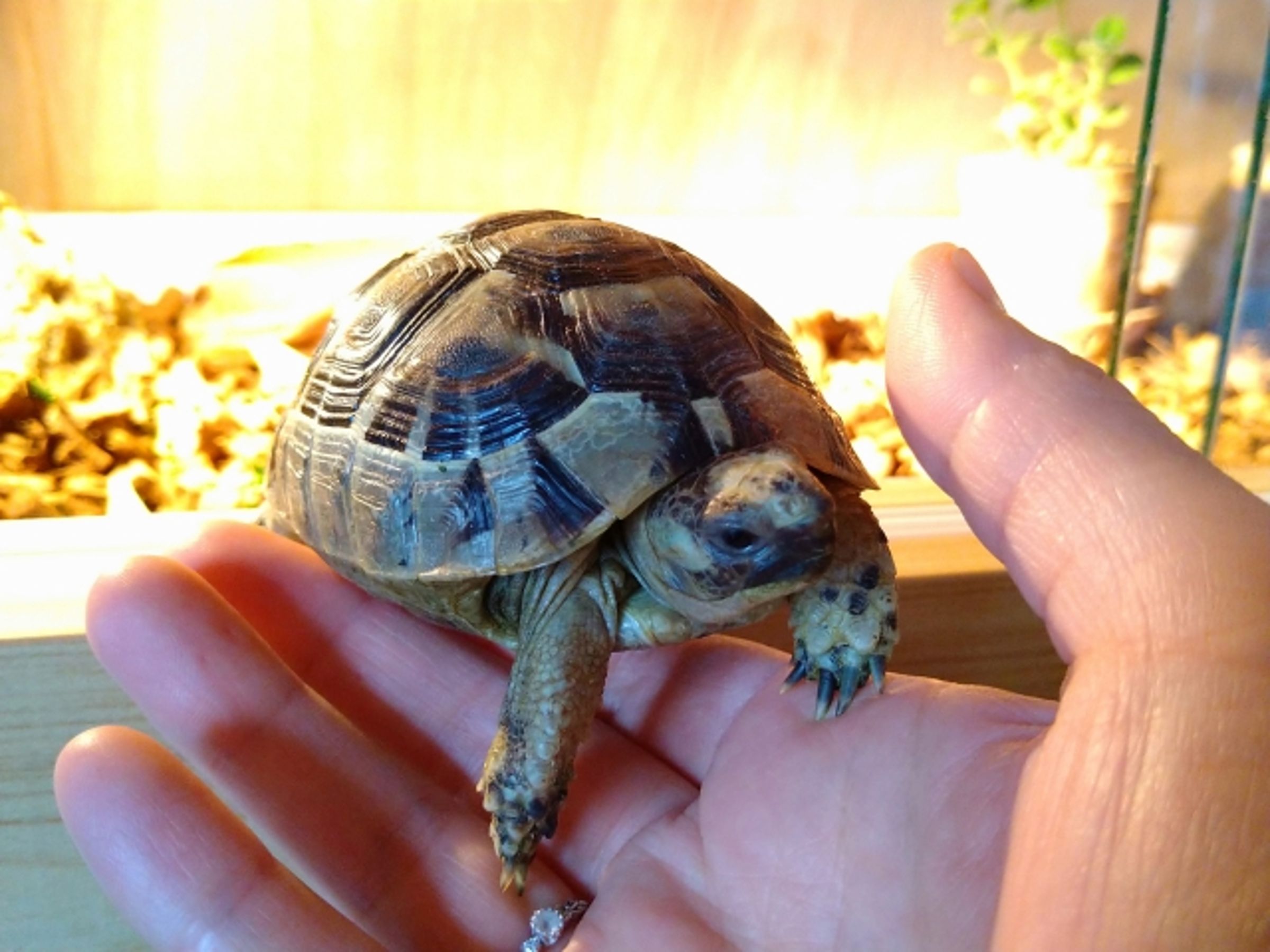 一對年輕夫妻離婚,竟上法院調解爭取13隻烏龜的撫養權。(示意圖,photoAC)