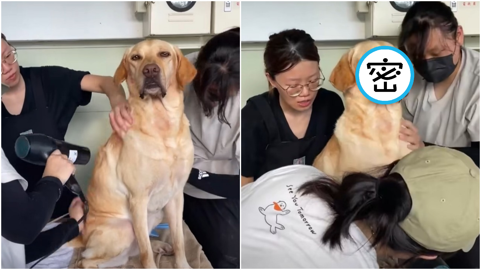 搜救犬Ring洗完澡有3名志工幫忙吹乾身體。（翻攝臉書「臺中GoGo - 狗狗 -臺中搜救犬」）