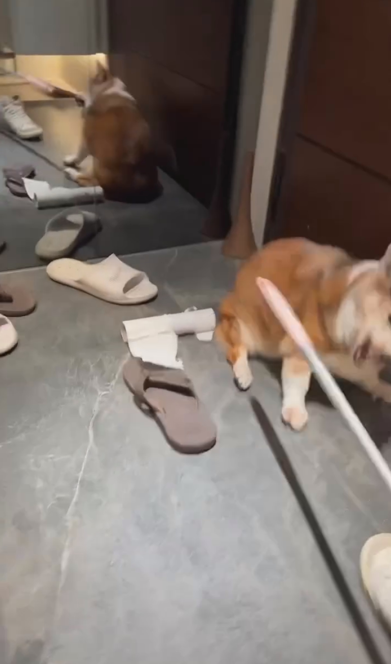 飼主拿棍子狂打狗狗。（翻攝Threads）