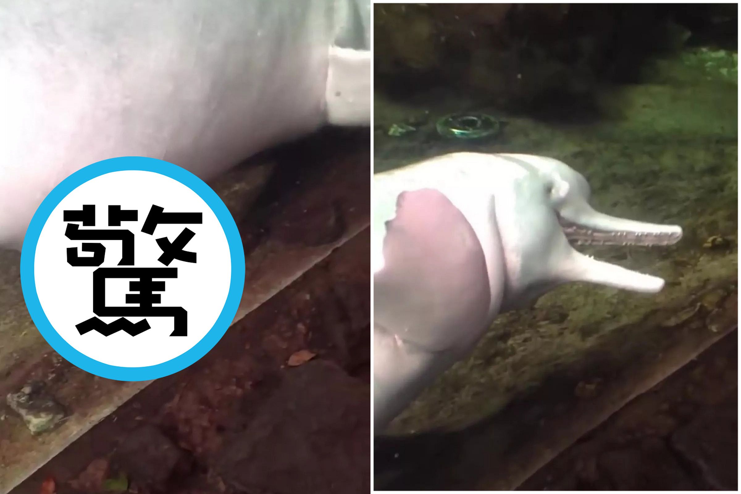 「他」真的太色了!拿無頭魚當性玩具有洞就插,做愛持續3個月玩群交。(翻自《每日星報》)