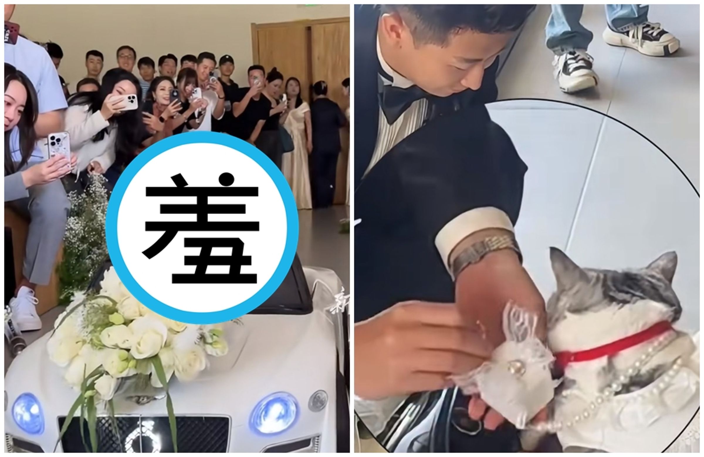 超萌小毛頭穿上精緻禮服、坐上跑車，肩負獨自入場送婚戒給新人的重大任務。（翻攝自小紅書）