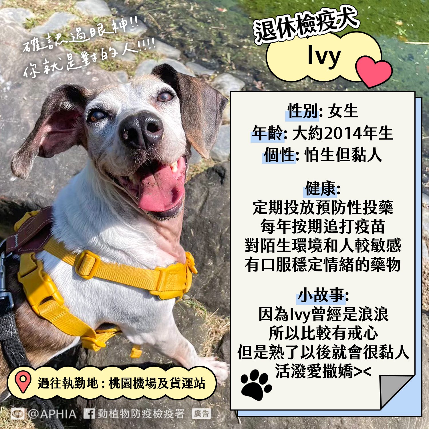 Ivy因為曾是浪浪所以比較有戒心,但熟了之後就會很黏人,活潑又愛撒嬌,曾在桃園機場及貨運站執勤。(翻攝自動植物防疫檢疫署臉書)