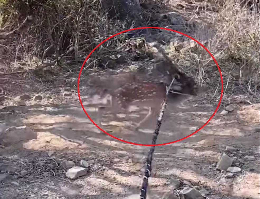 根據墾丁社頂居民分享影片，一隻公鹿的鹿角被尼龍圍網纏住，極力掙脫也無用，甚至被拋至半空重摔在地。（翻攝自爆料公社）