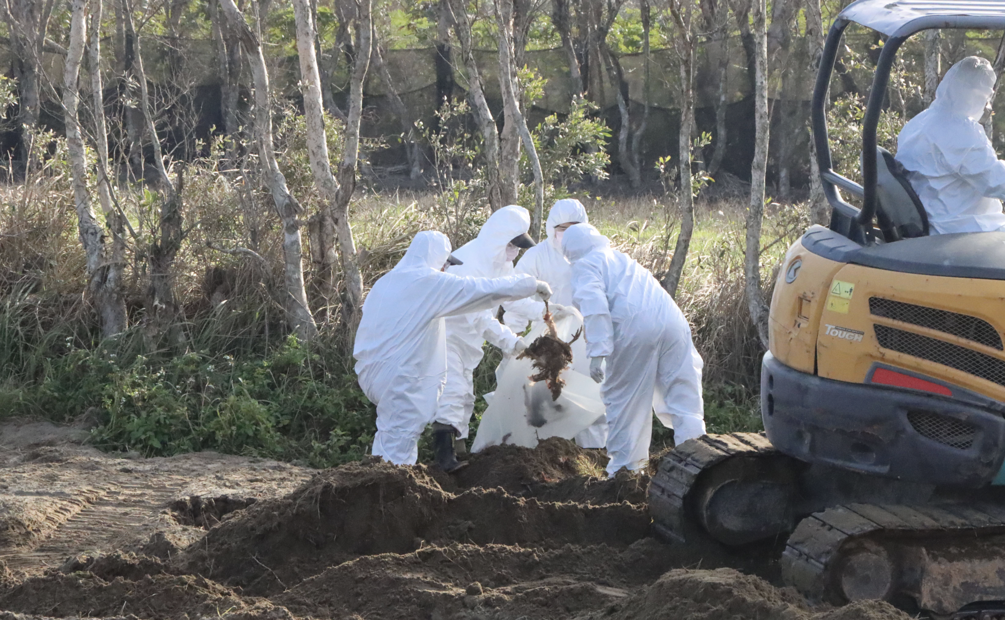 千隻死雞遭掩埋，縣府防疫人員開挖。（縣府提供）