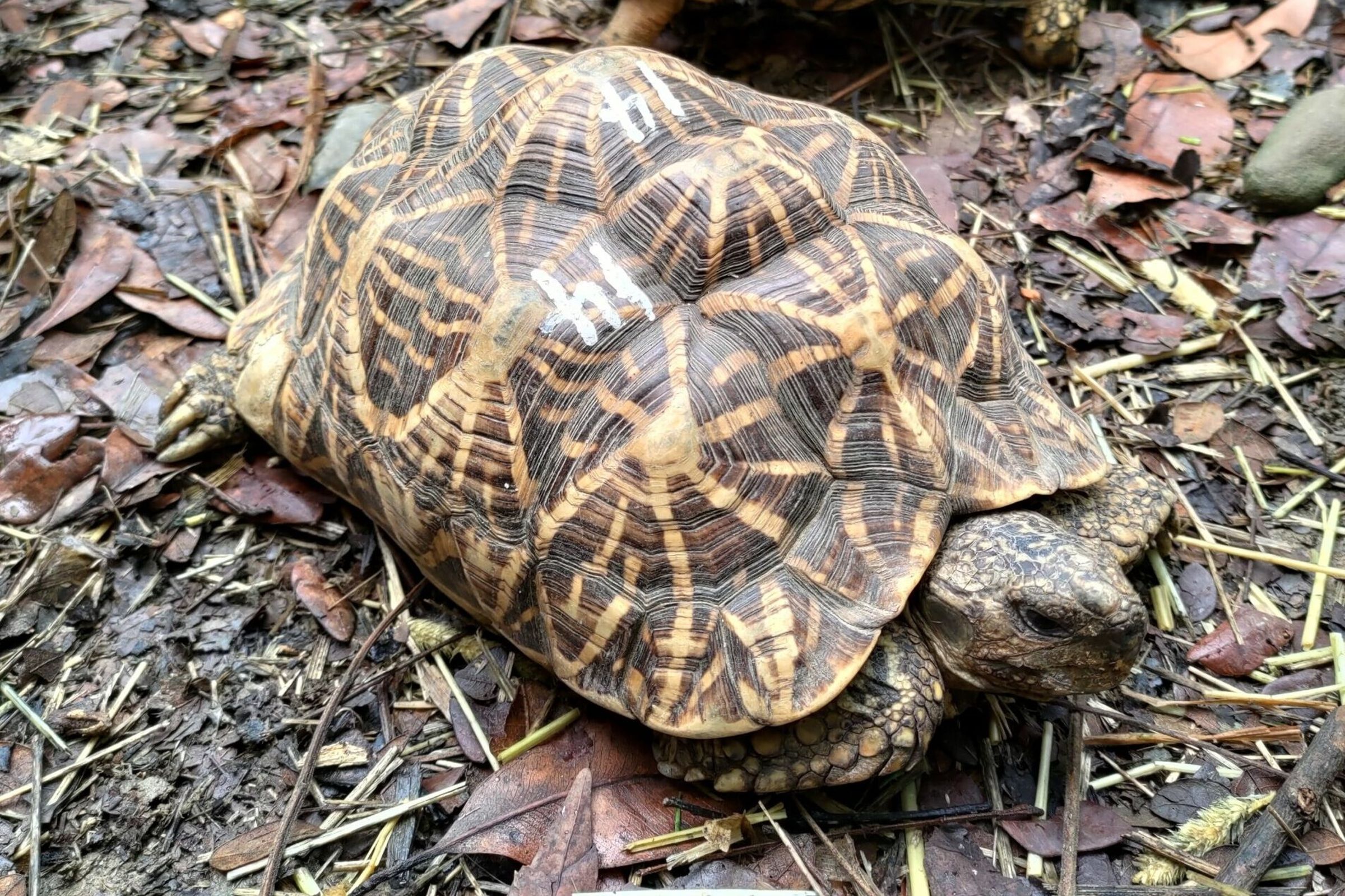 印度星龜為保育類動物,龜殼上有米字花紋。(翻攝屏東科技大學保育類野生動物收容中心網站)