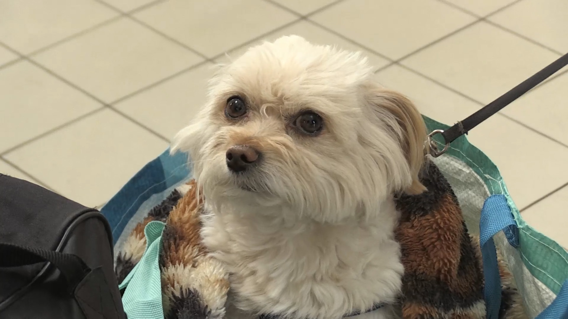 《戰火下的毛孩》見證渺小的毛孩在極端環境下掙扎求生的意志。（天馬行空提供）