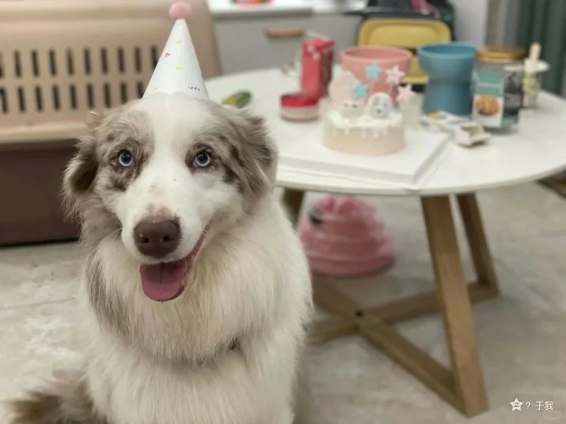 愛犬66生前活潑模樣，如今卻因店家疏失不幸離世，令人痛心。（翻攝自網路）