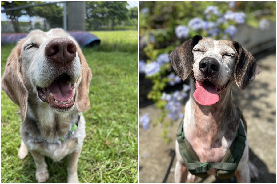 兩隻愛笑的檢疫犬Geo（左圖）和Ivy（右圖）退休了，目前正在等待有緣人給牠們一個家。（翻攝臉書）