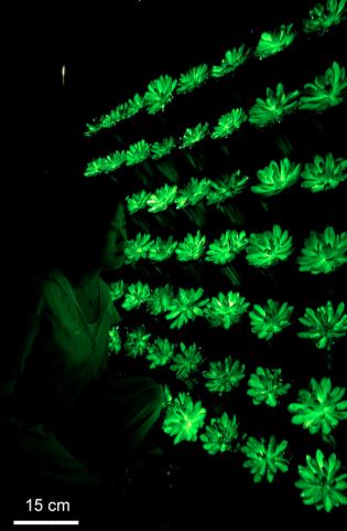 研究團隊更打造了一面由56株多肉植物組成的「夜光綠牆」。(翻攝自https://www.cell.com/)