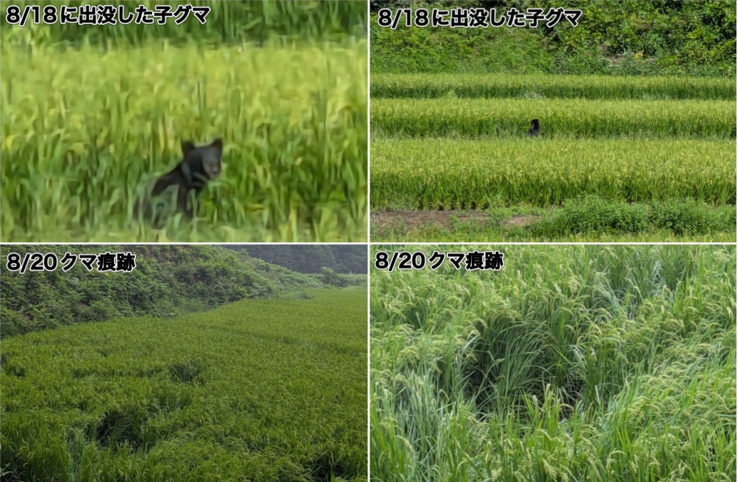 日本秋田縣一名73歲婦人7月底在北秋田市遇襲,近日仙北市也陸續發現熊的蹤跡。(翻攝自X)