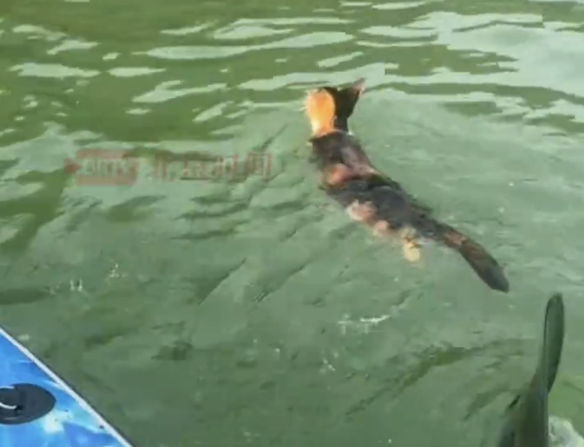 中國廣東一處水庫發生民眾集體放生貓咪的案件，導致不少貓咪被在水面載浮載沉。（翻攝畫面）