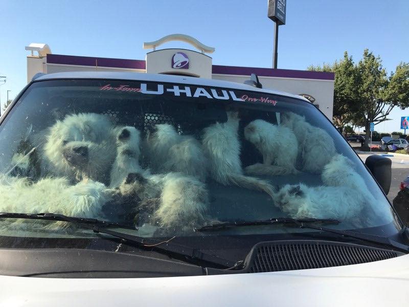 多達上百隻貓咪被困在不通風的貨車內。（翻攝自臉書Merced County Sheriff's Office ）