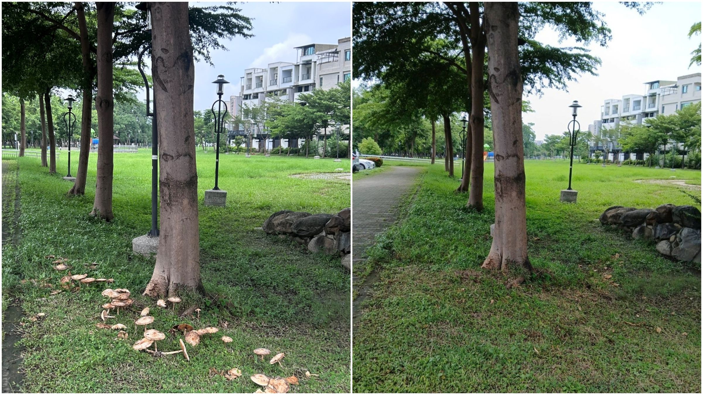 不只分隔島，高雄鳳山公園也出現菇菇群，市府派人清除。（市府提供）