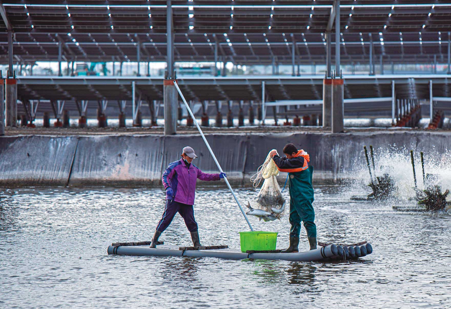 漁電共生本意是要將一地多用，讓漁業與綠能並行，達成環境永續目標。（翻攝星源漁業臉書）