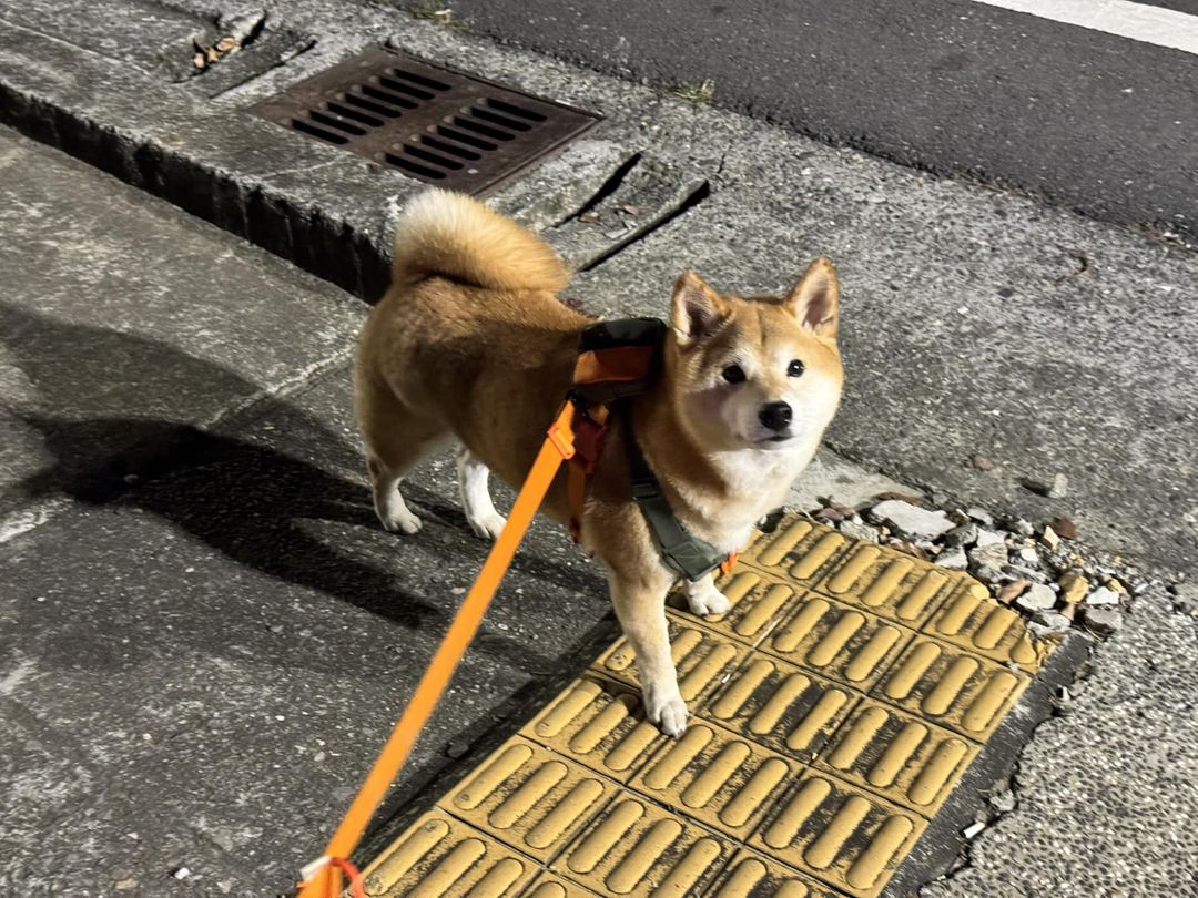視網膜昨po文,提到愛犬柚子在情人節夜晚掙脫,跑去追其他野狗,他崩潰直呼「追跑到快要以為自己是晚安小雞了。」(翻攝自視網膜臉書)
