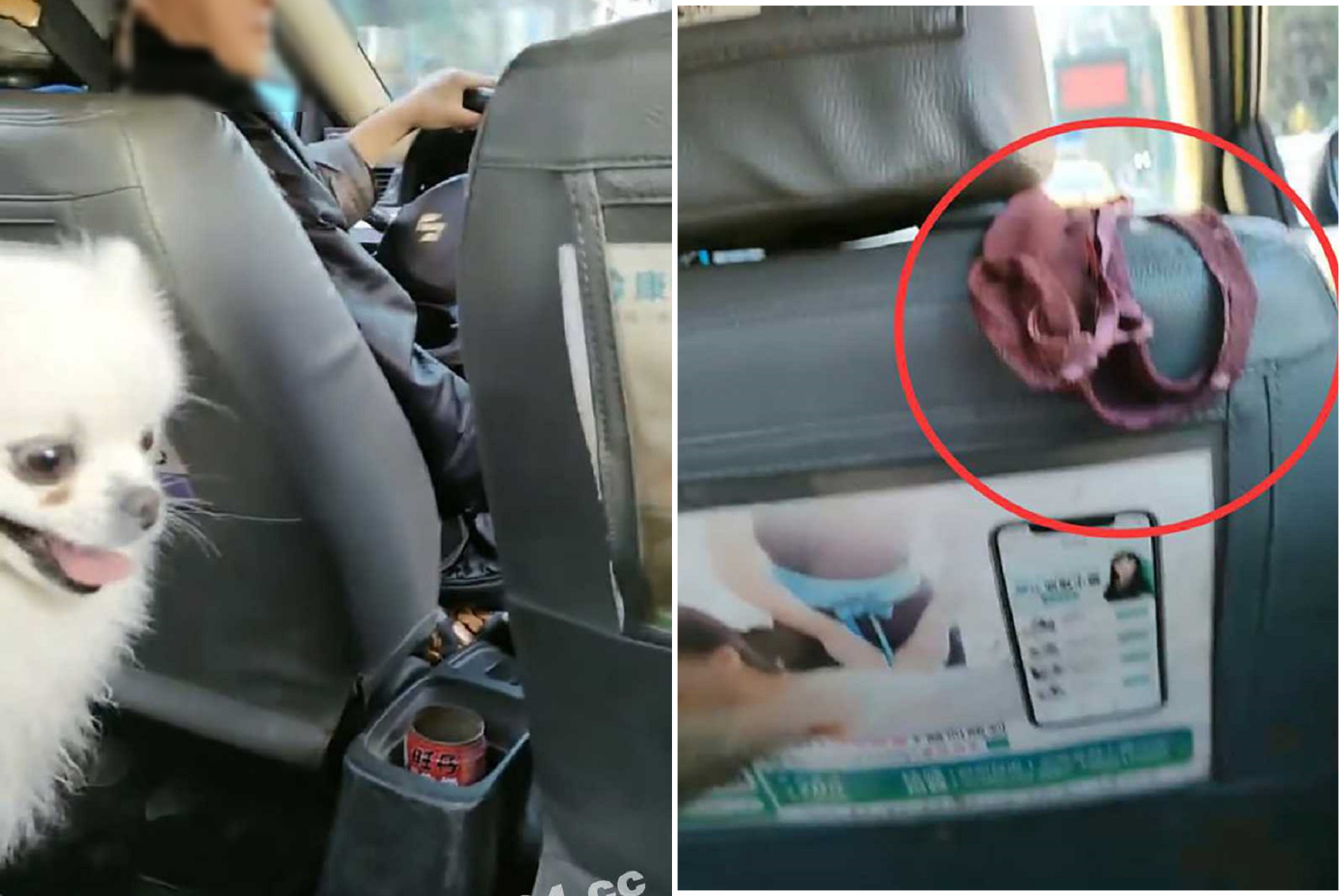 妹子搭小黃開直播「流母湯」，逼老司機聞原味內褲！狗狗旁觀驚呆了。（翻自《吃瓜網》）