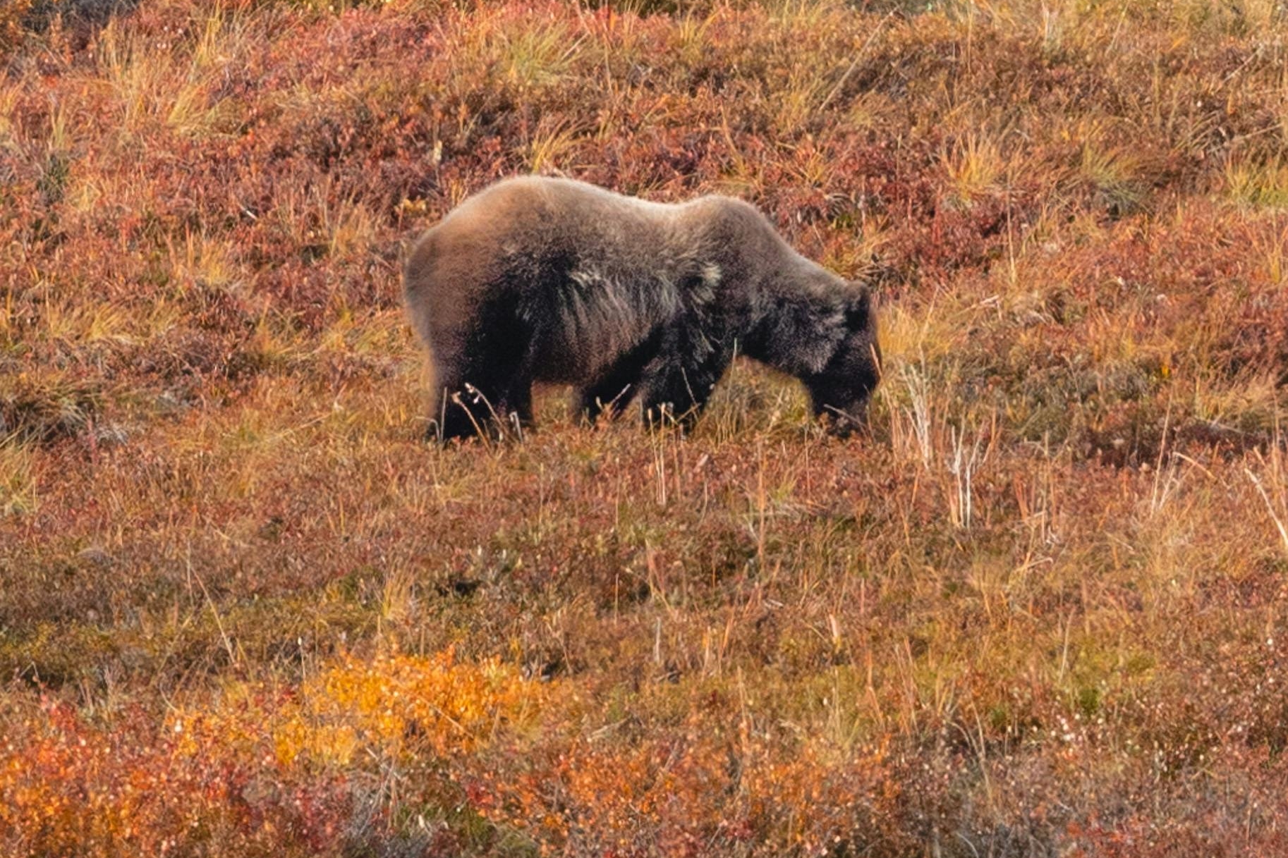 日本東北地區再傳熊害。示意圖（pexels提供）